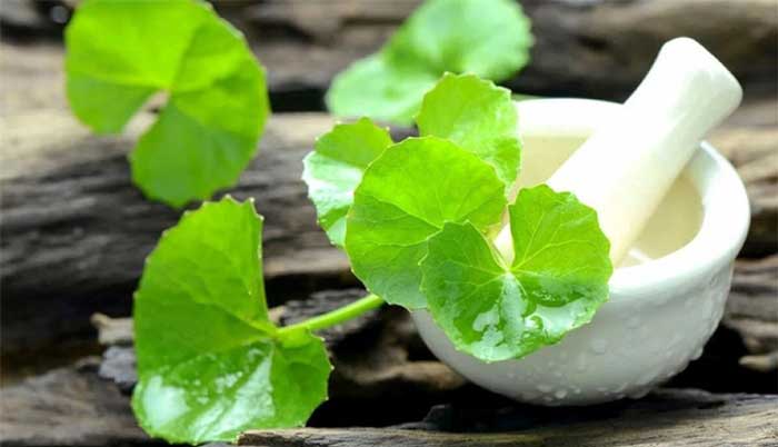 The way to treat keloids with Chinese medicine using pennywort